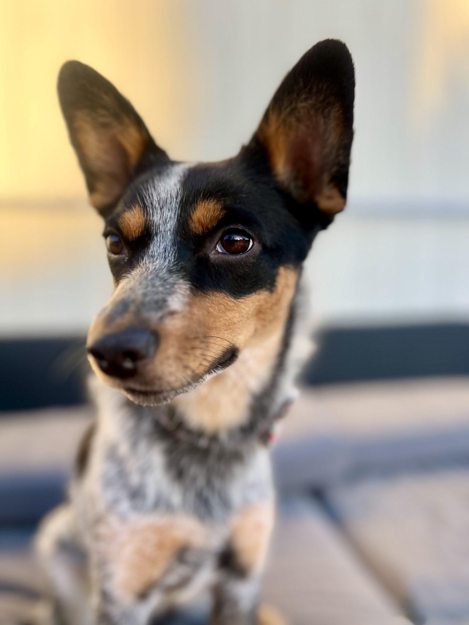 Enlarge Foxy, a Adoptable mixed breed in Coachella, CA image 2/2