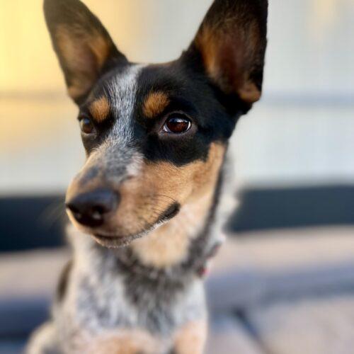 Enlarge Foxy, a Adoptable mixed breed in Coachella, CA image 2/2