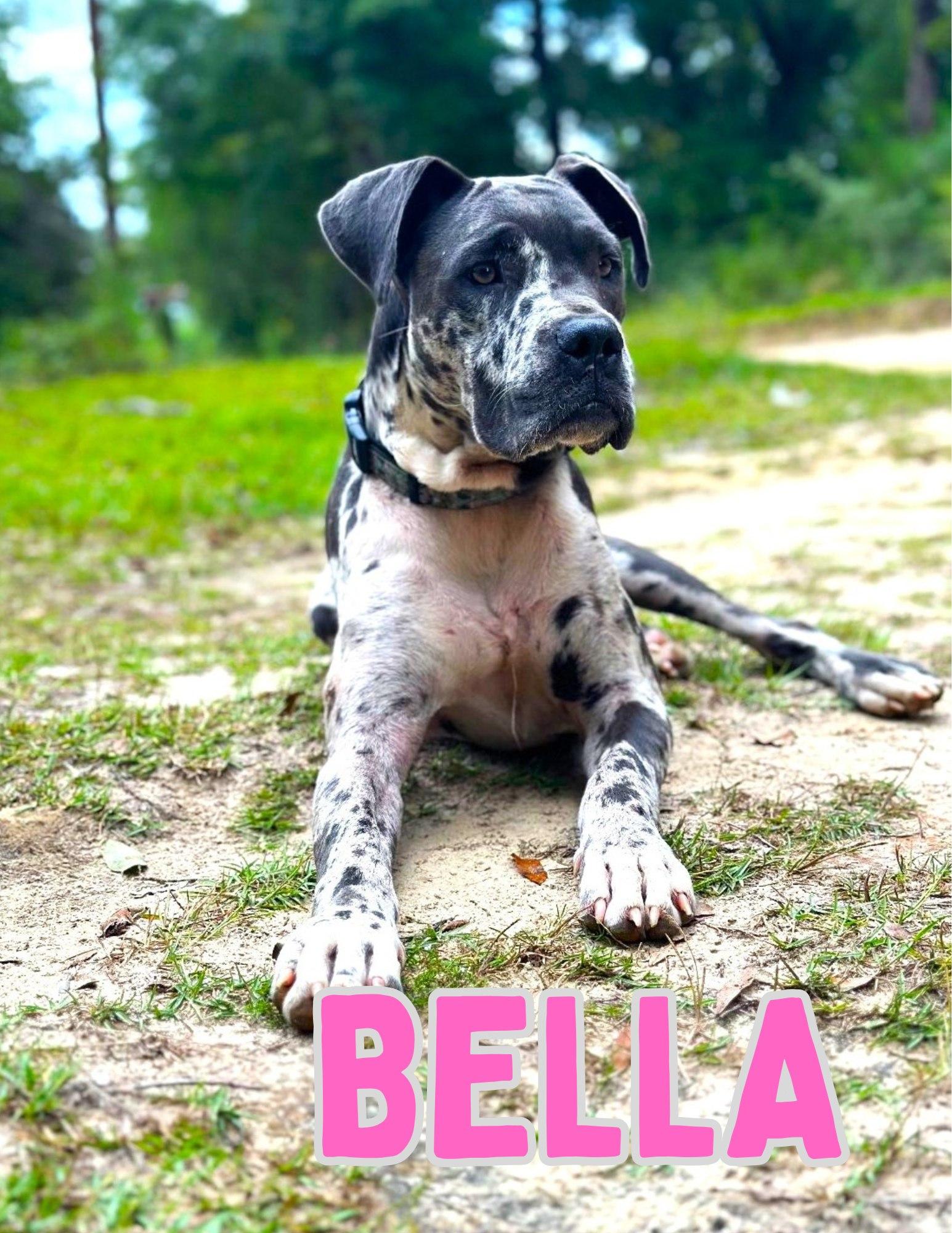 Enlarge Bella, a Adoptable mixed breed in Shalimar, FL image 1/1