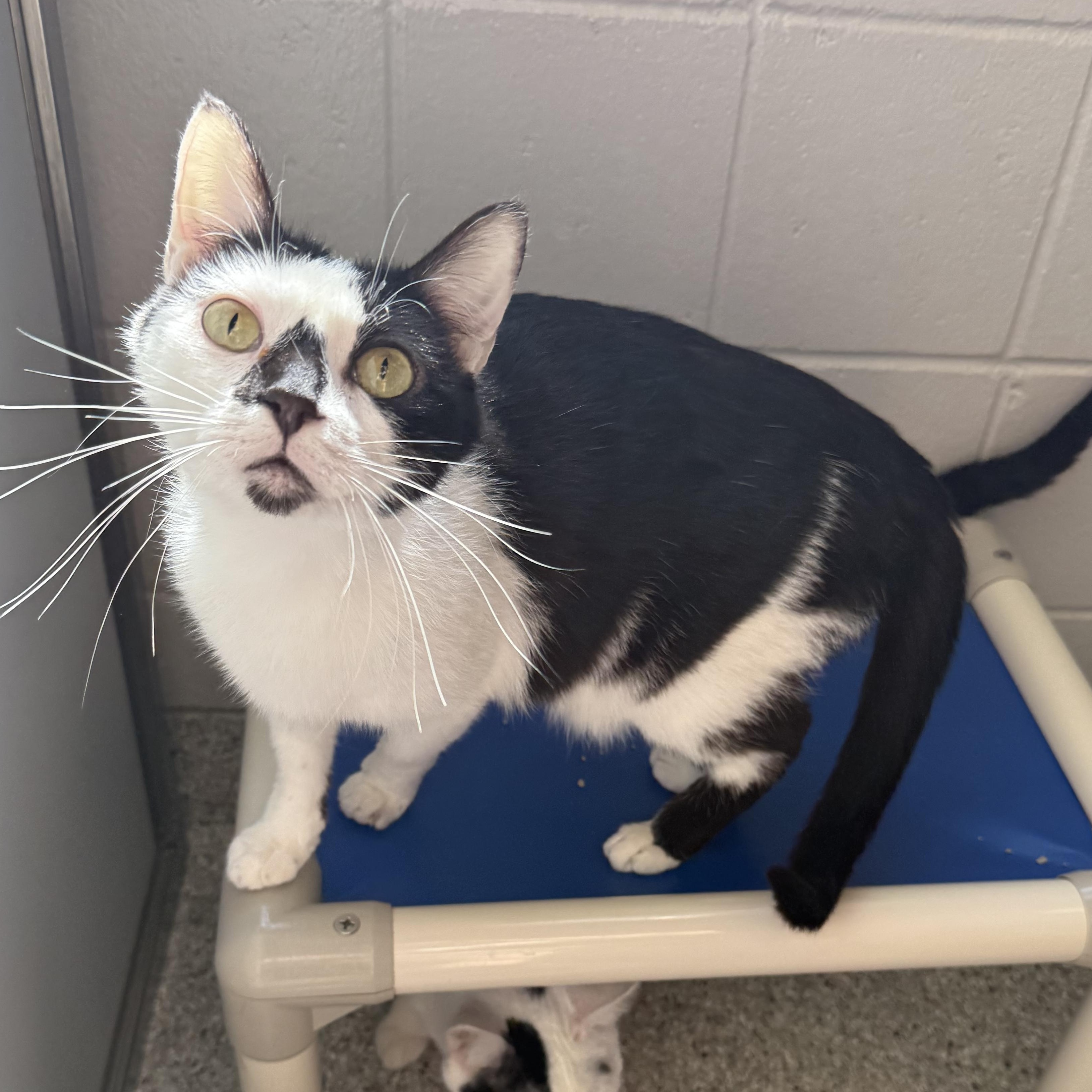 Booger, ADOPTABLE, Adult Male Domestic Short Hair.