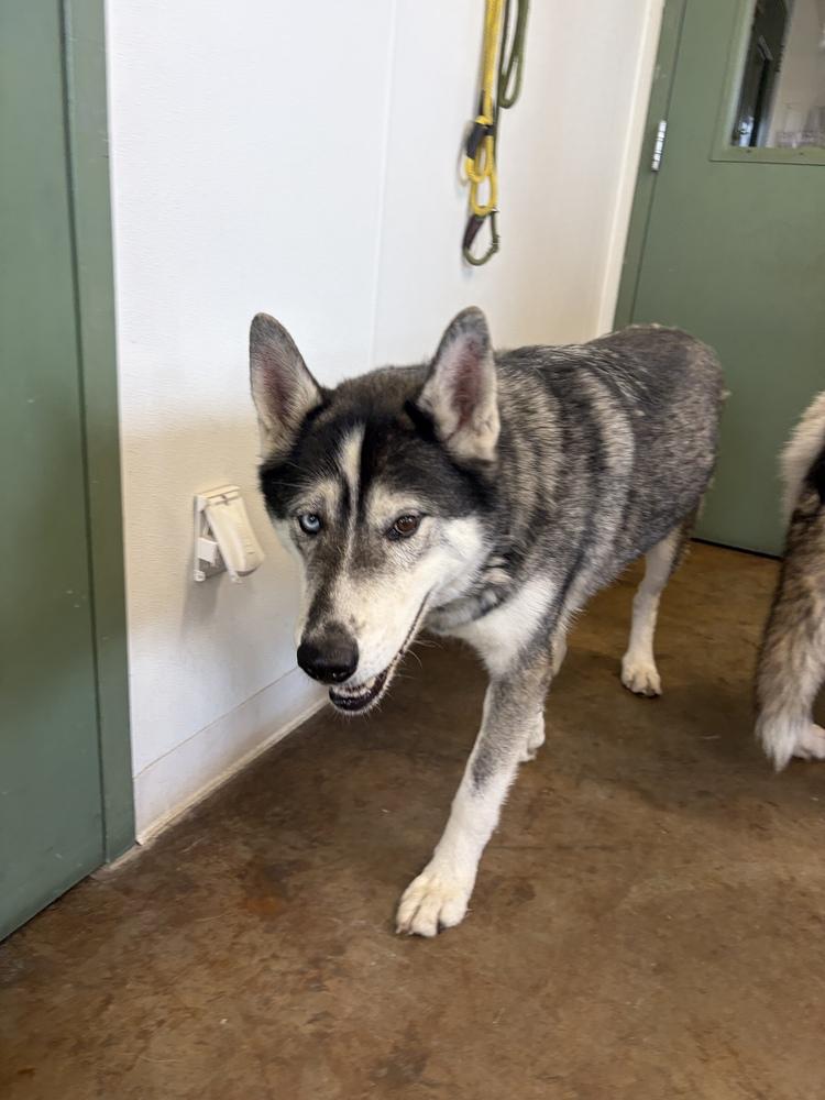 Balto, Adoptable, Adult Male Husky.