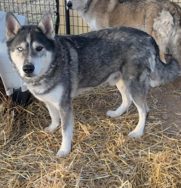 Enlarge Balto, a Adoptable mixed breed in Challis, ID image 2/3