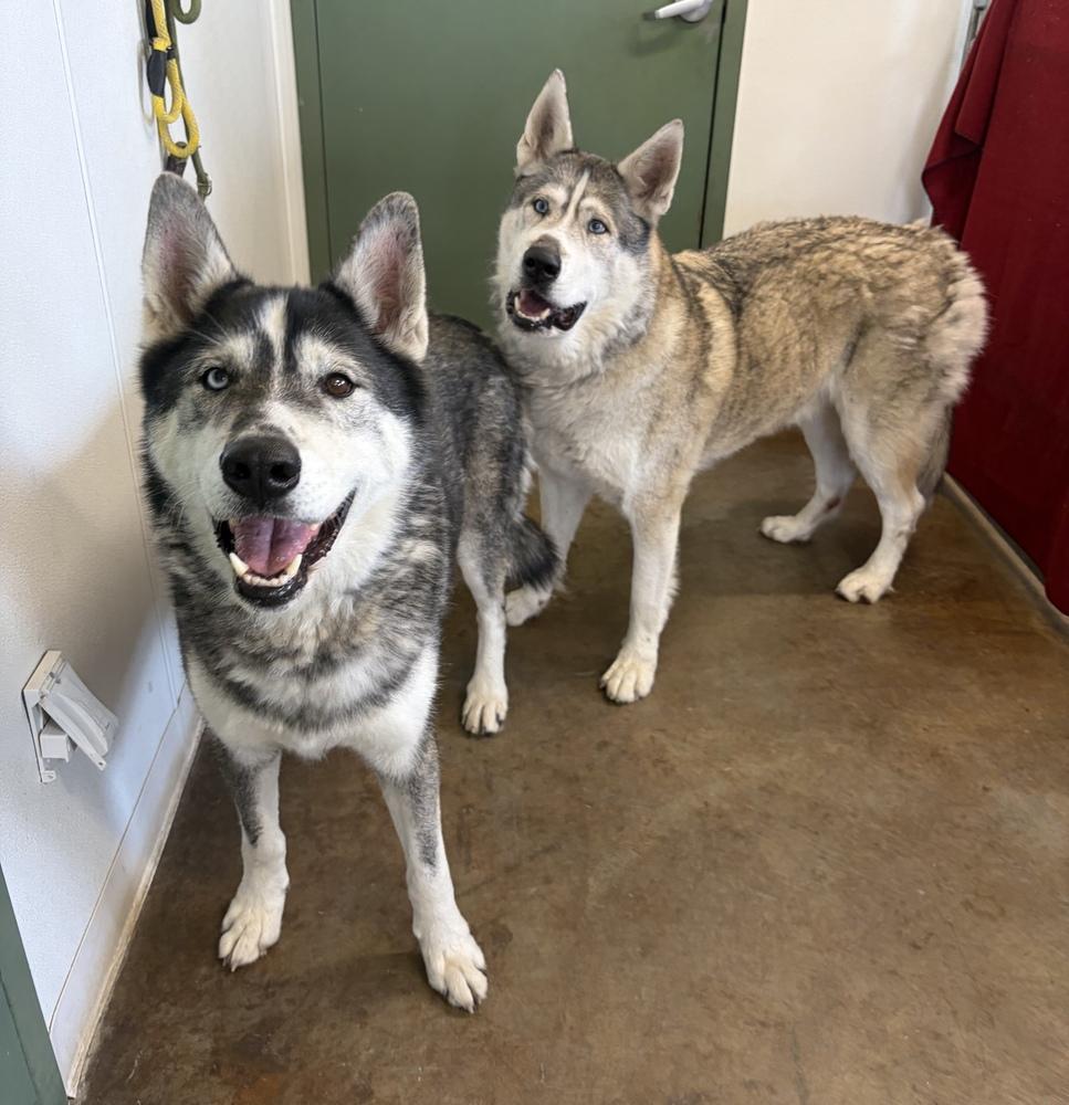 Enlarge Balto, a Adoptable mixed breed in Challis, ID image 3/3