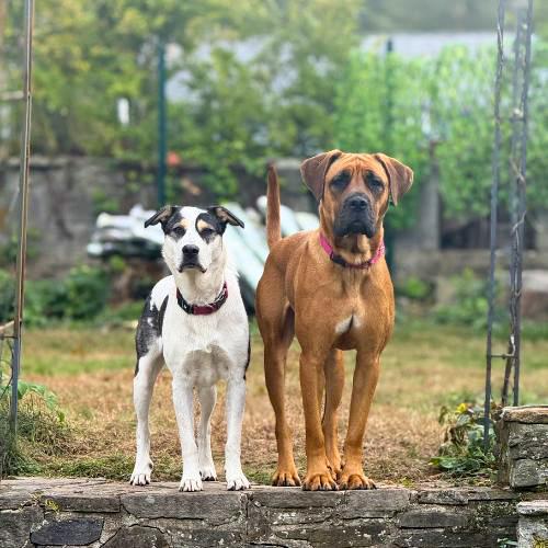 Enlarge Croissant, a Adoptable mixed breed in Bedminster, NJ image 4/6