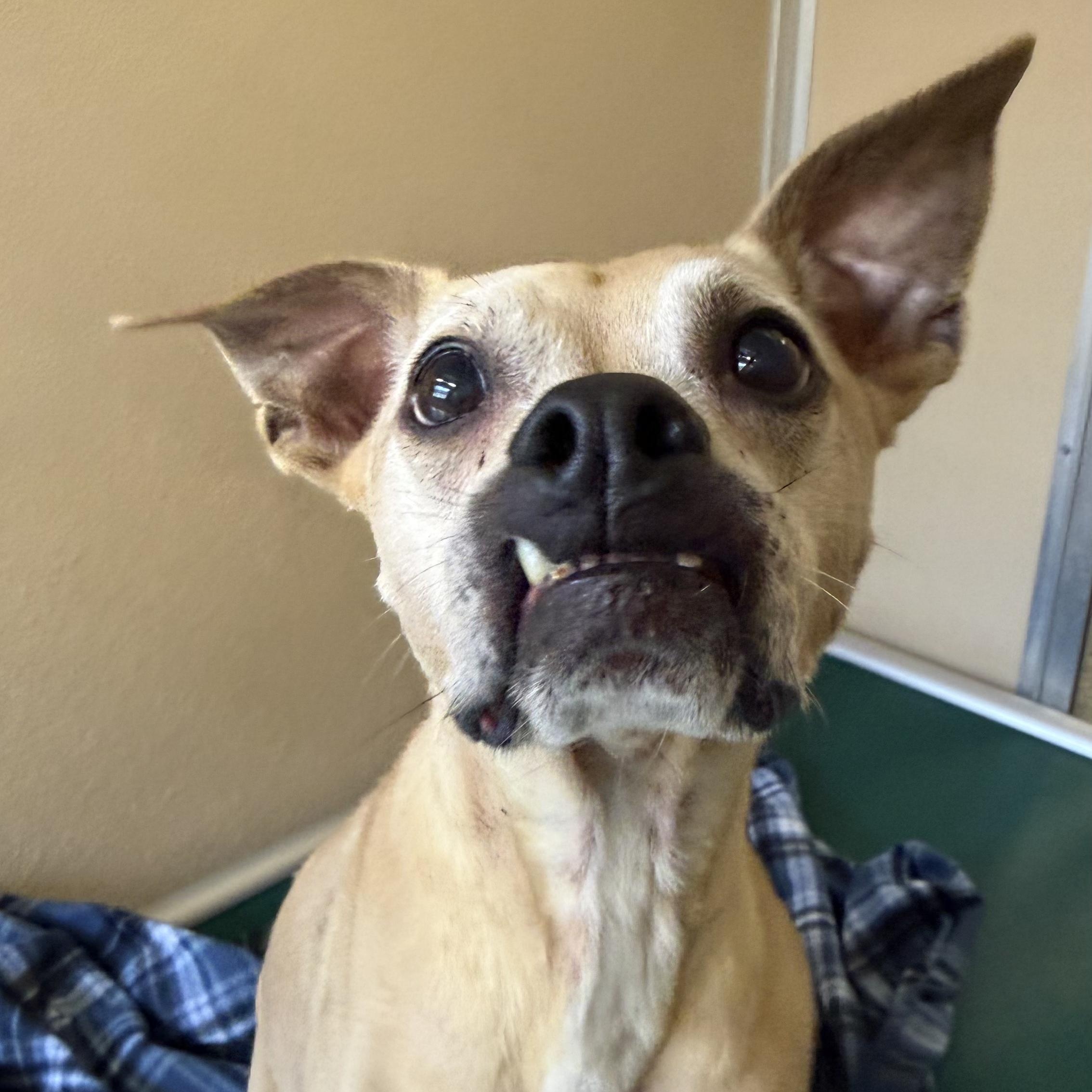 Enlarge Harley, a Adoptable Mixed Breed in St. Augustine, FL image 2/3