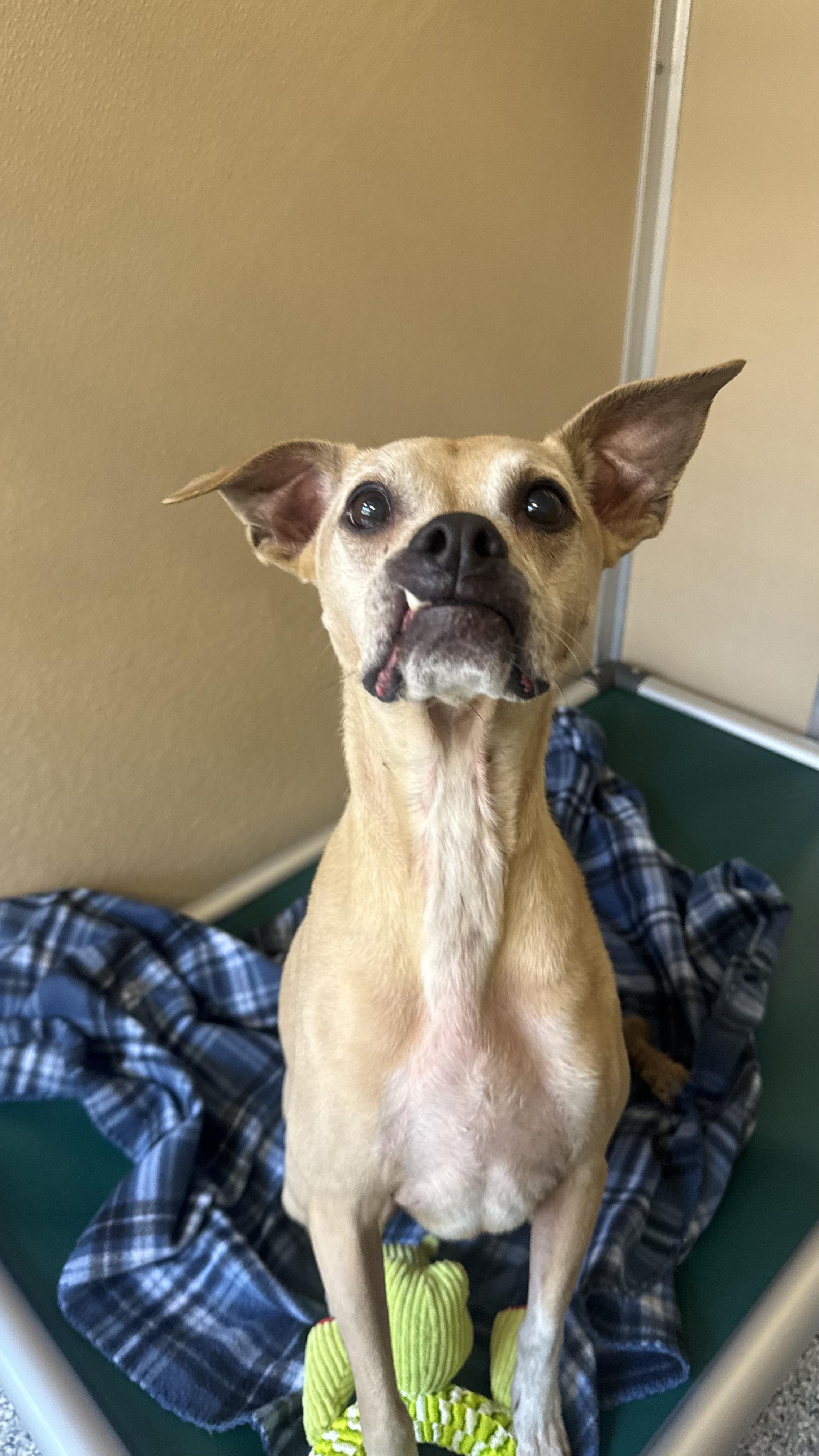 Enlarge Harley, a Adoptable Mixed Breed in St. Augustine, FL image 3/3