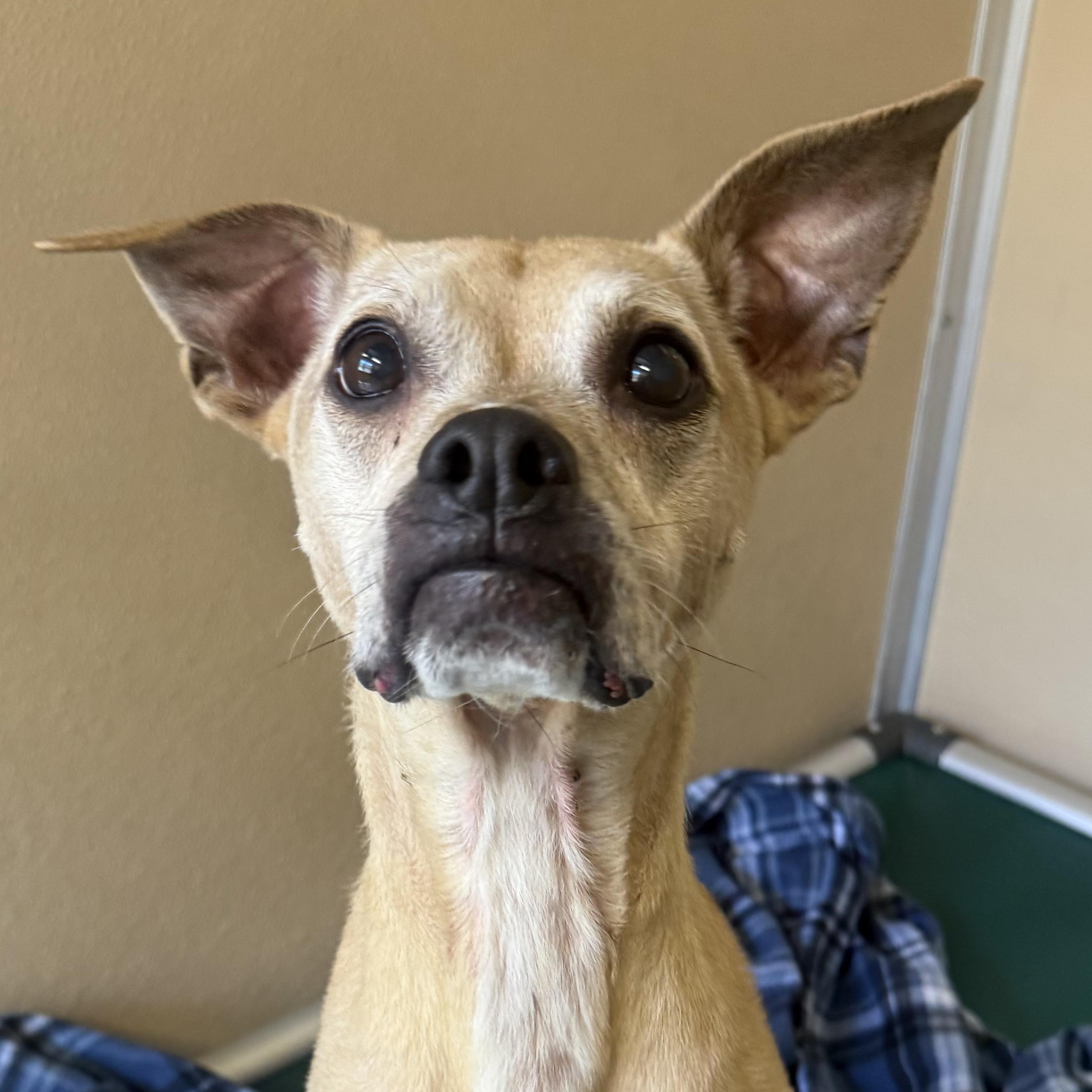 Harley, Adoptable, Adult Female Mixed Breed.