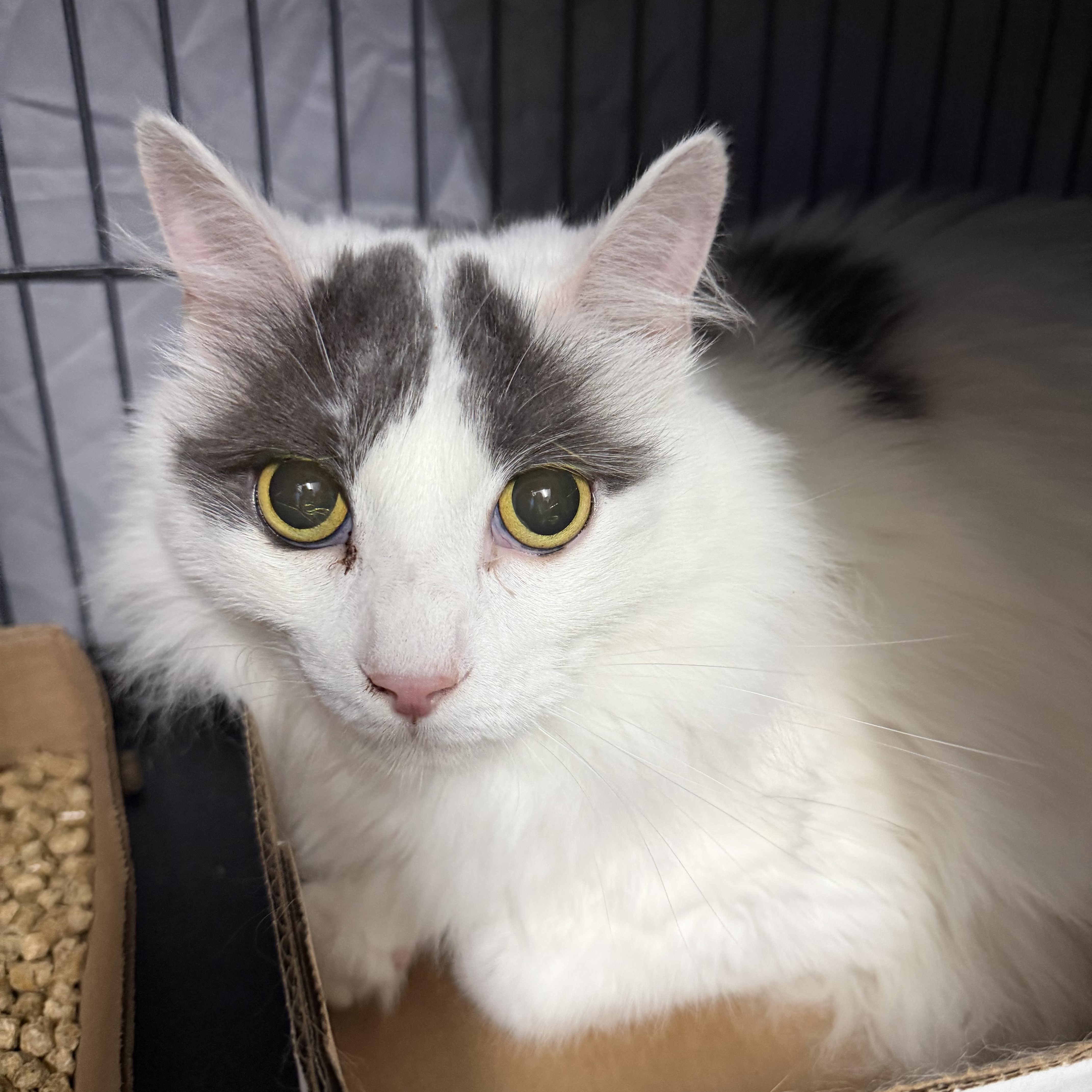 Liam, adopted, Adult Male Domestic Long Hair.