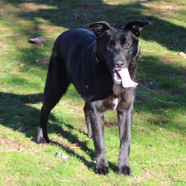 Chopper, Adoptable, Adult Male Shepherd.