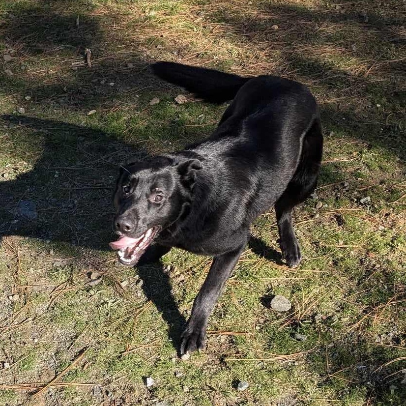 Chopper, a Adoptable mixed breed in Weaverville, CA image 4/6