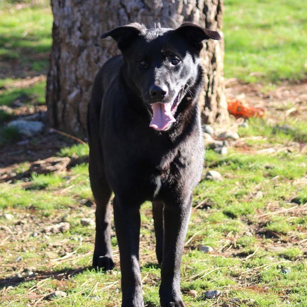 Chopper, a Adoptable mixed breed in Weaverville, CA image 2/6