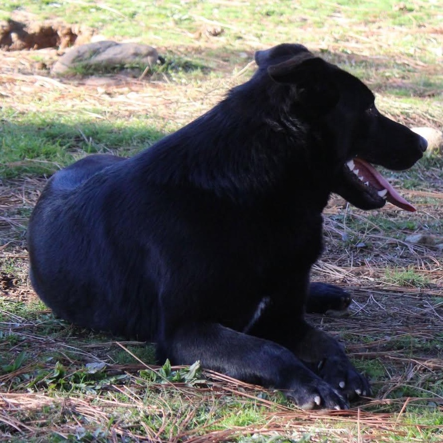 Chopper, a Adoptable mixed breed in Weaverville, CA image 5/6