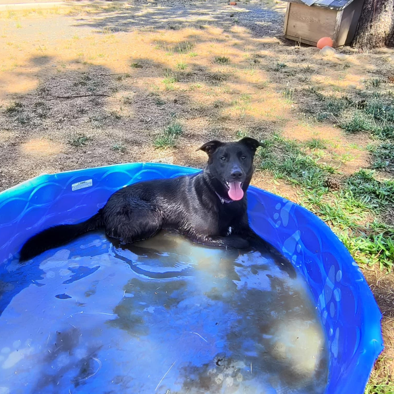 Chopper, a Adoptable mixed breed in Weaverville, CA image 1/6