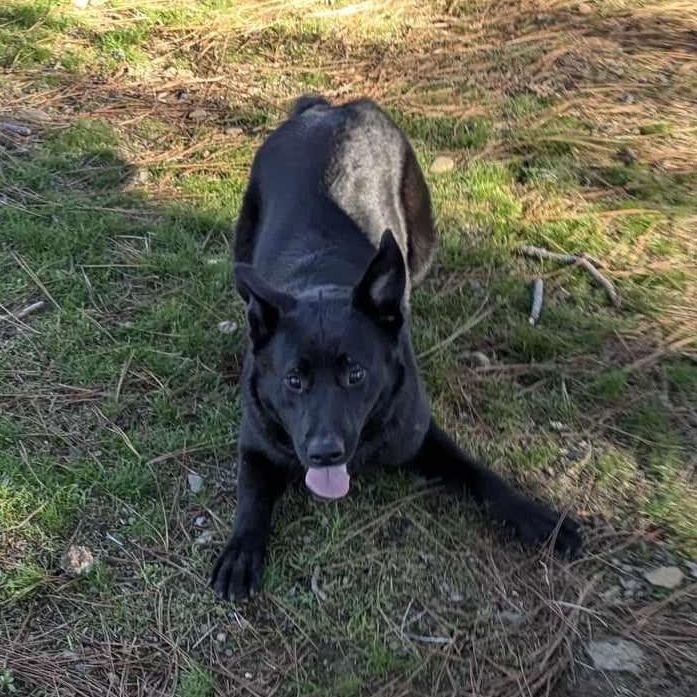 Chopper, a Adoptable mixed breed in Weaverville, CA image 6/6