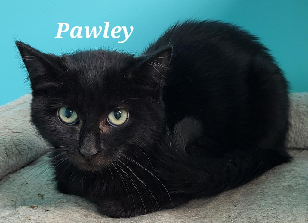 Enlarge Pawley, a Adoptable mixed breed in Kendallville, IN image 1/1