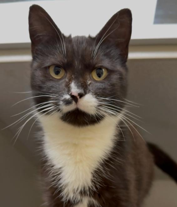 Enlarge Addie, a Adoptable Domestic Short Hair in Osseo, MI image 1/4