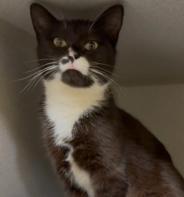 Enlarge Addie, a Adoptable Domestic Short Hair in Osseo, MI image 2/4