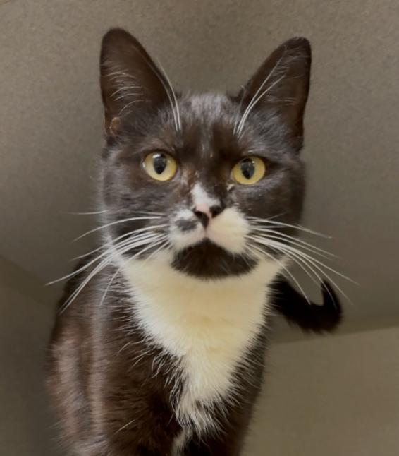 Enlarge Addie, a Adoptable Domestic Short Hair in Osseo, MI image 3/4