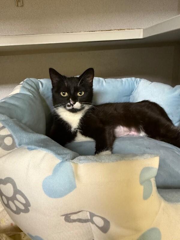 Enlarge Addie, a Adoptable Domestic Short Hair in Osseo, MI image 4/4