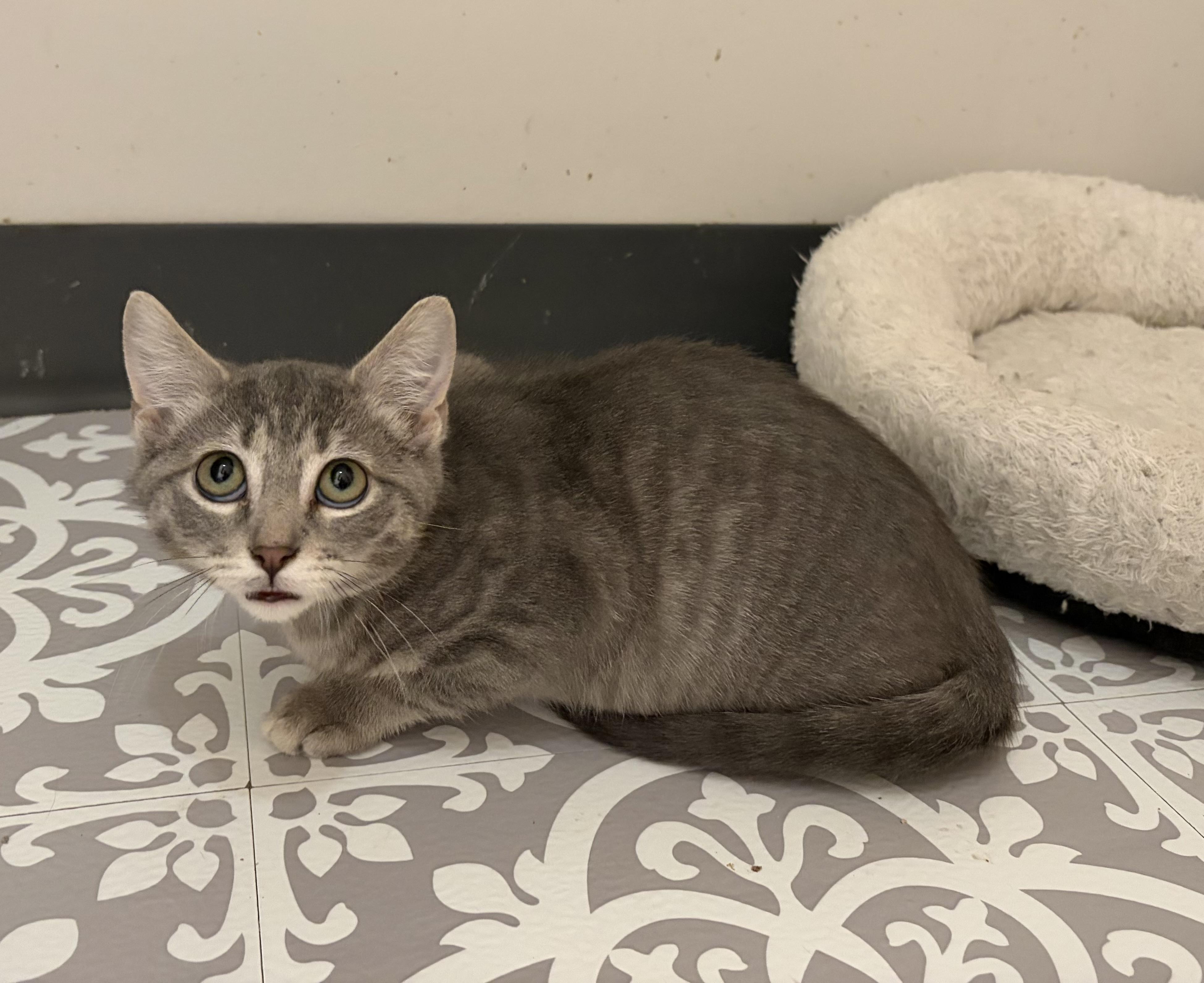 Monica, Phoebe or Joey , an adopted Domestic Short Hair in Madison, WI image 1/4