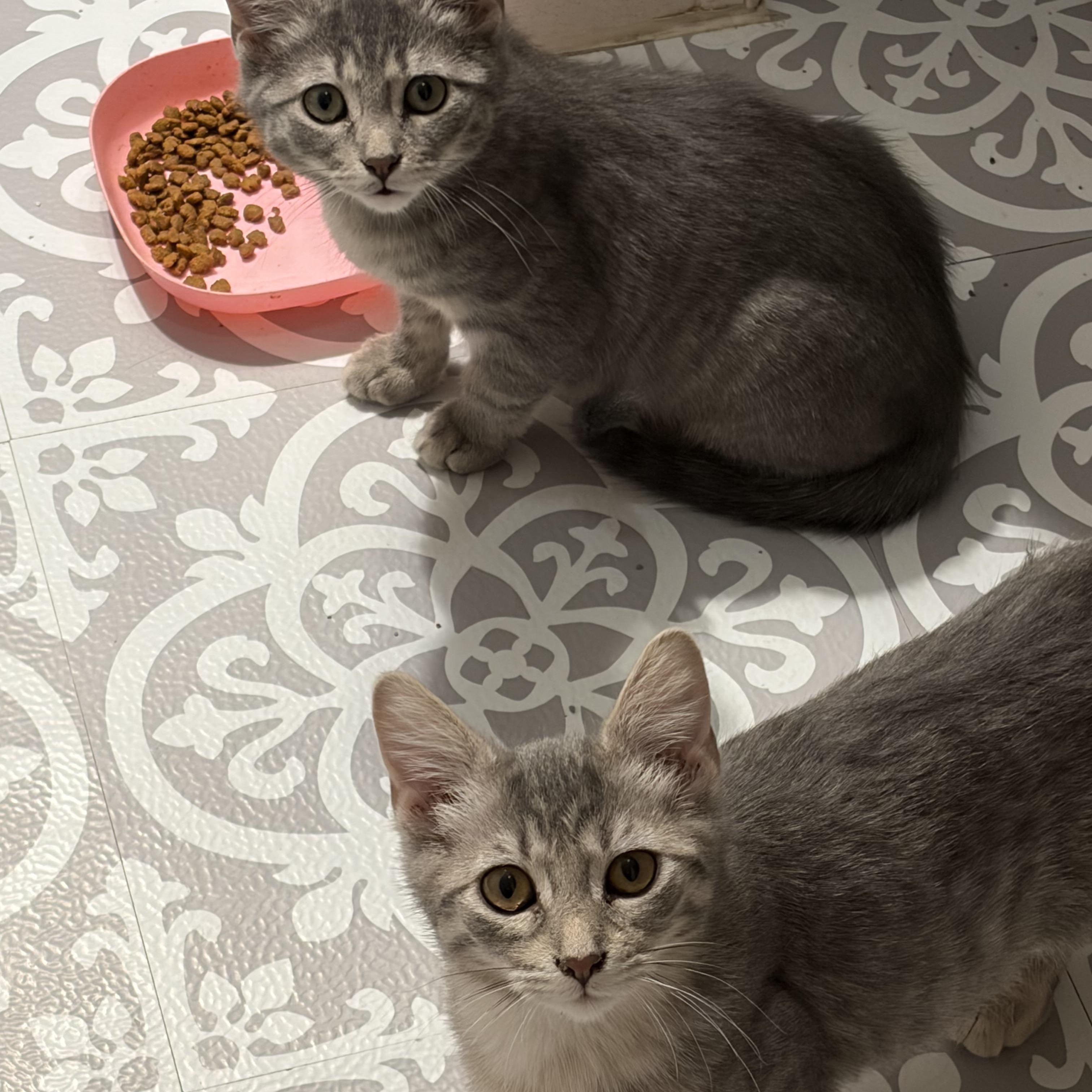 Monica, Phoebe or Joey , an adopted Domestic Short Hair in Madison, WI image 2/4