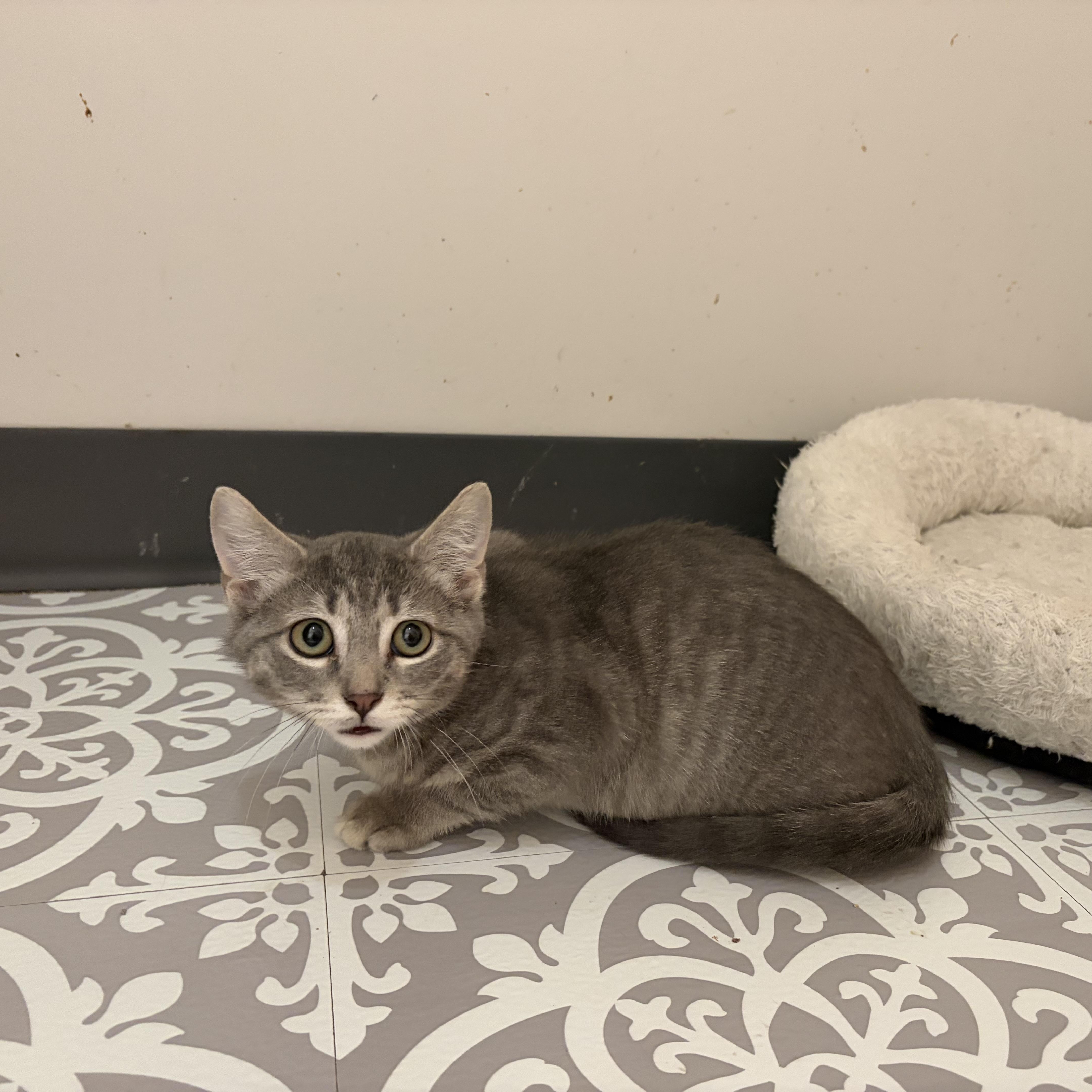 Monica, Phoebe or Joey , an adopted Domestic Short Hair in Madison, WI image 3/4