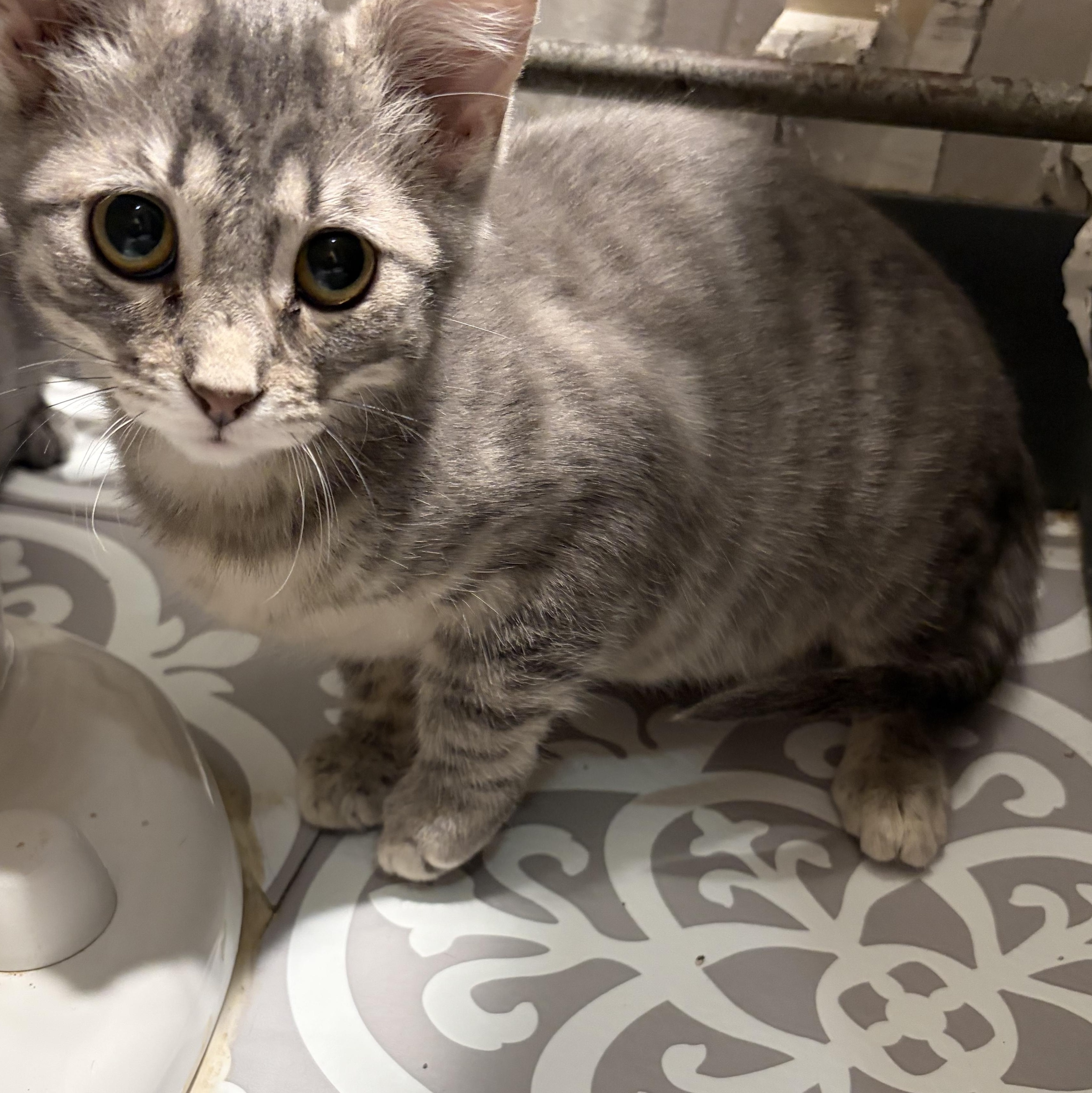 Monica, Phoebe or Joey , an adopted Domestic Short Hair in Madison, WI image 4/4