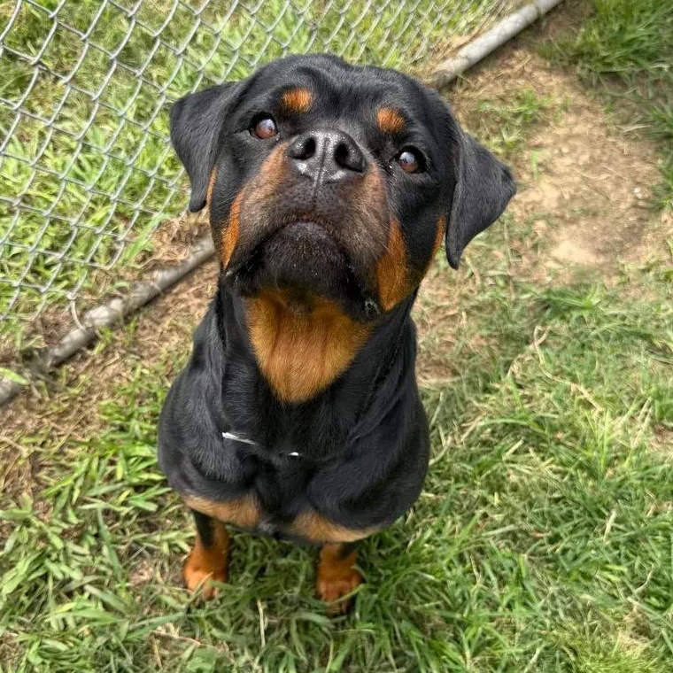 Dorothy, adopted, Adult Female Rottweiler.