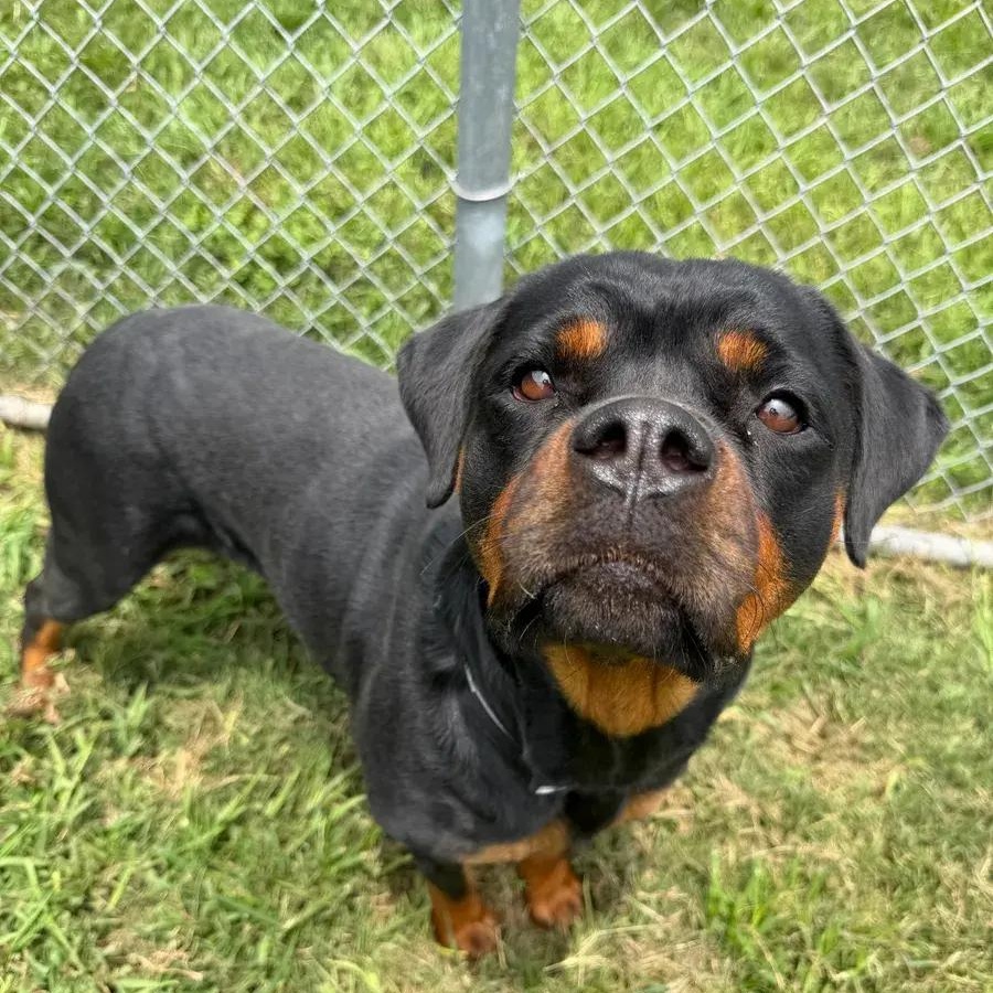 Dorothy, an adopted Rottweiler in Polk, OH image 2/2