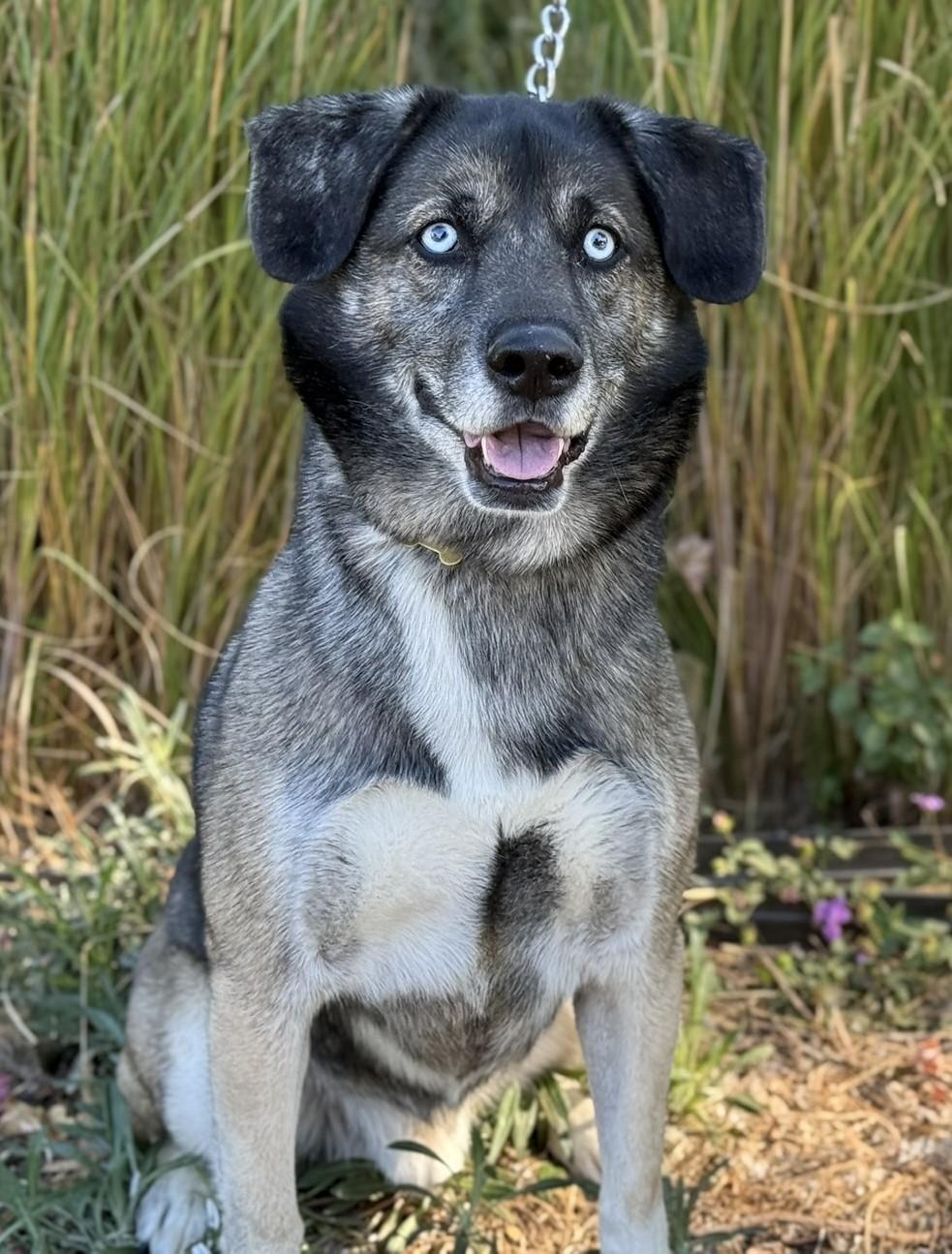 Enlarge Baxter, a Adoptable mixed breed in Beverly Hills, CA image 3/4