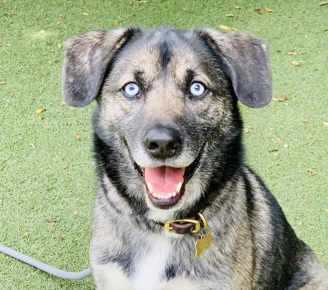 Enlarge Baxter, a Adoptable mixed breed in Beverly Hills, CA image 4/4