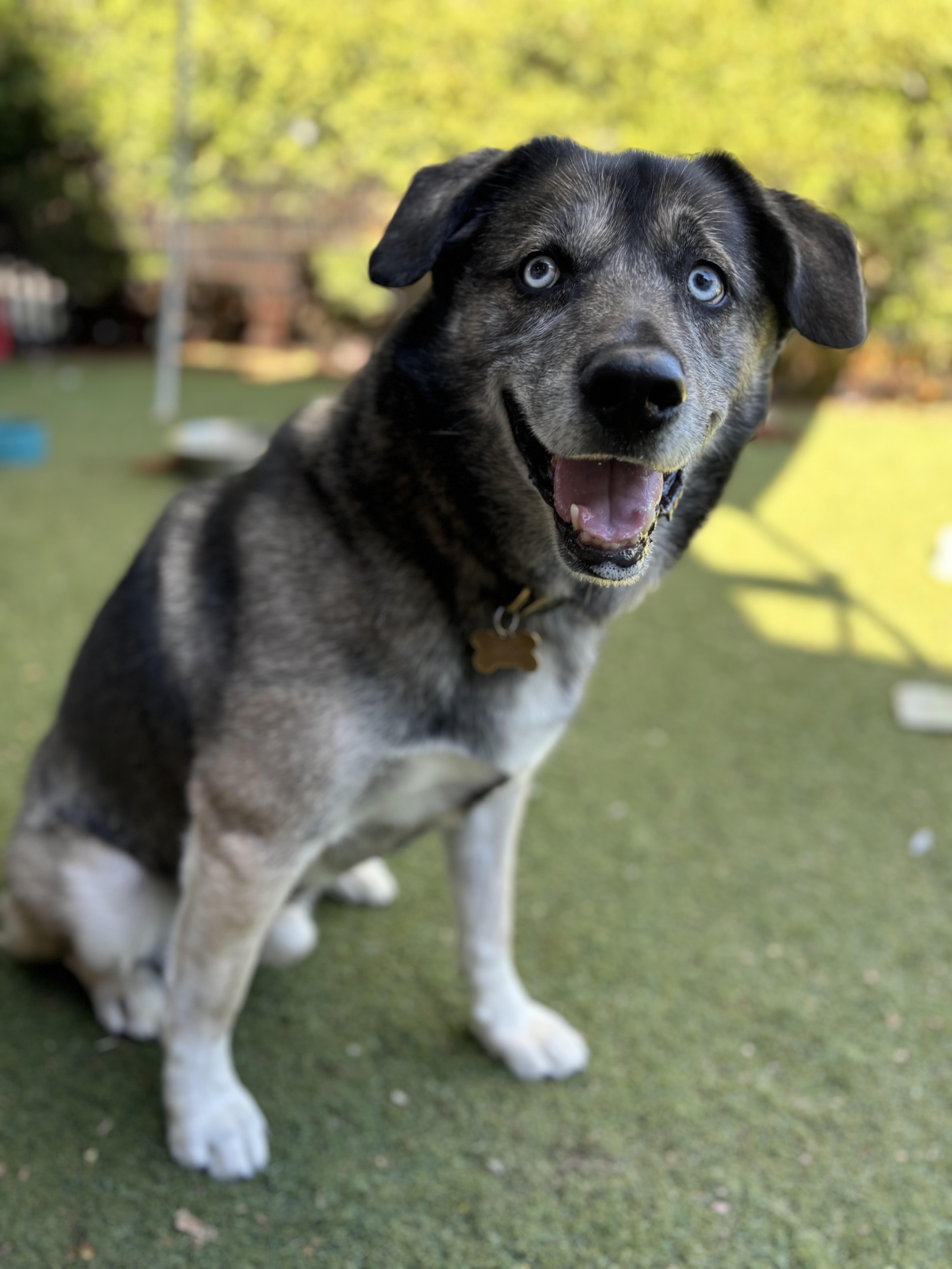 Enlarge Baxter, a Adoptable mixed breed in Beverly Hills, CA image 1/4