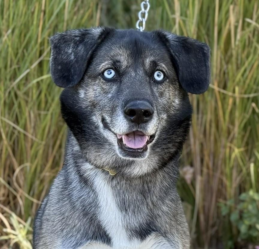 Enlarge Baxter, a Adoptable mixed breed in Beverly Hills, CA image 1/4