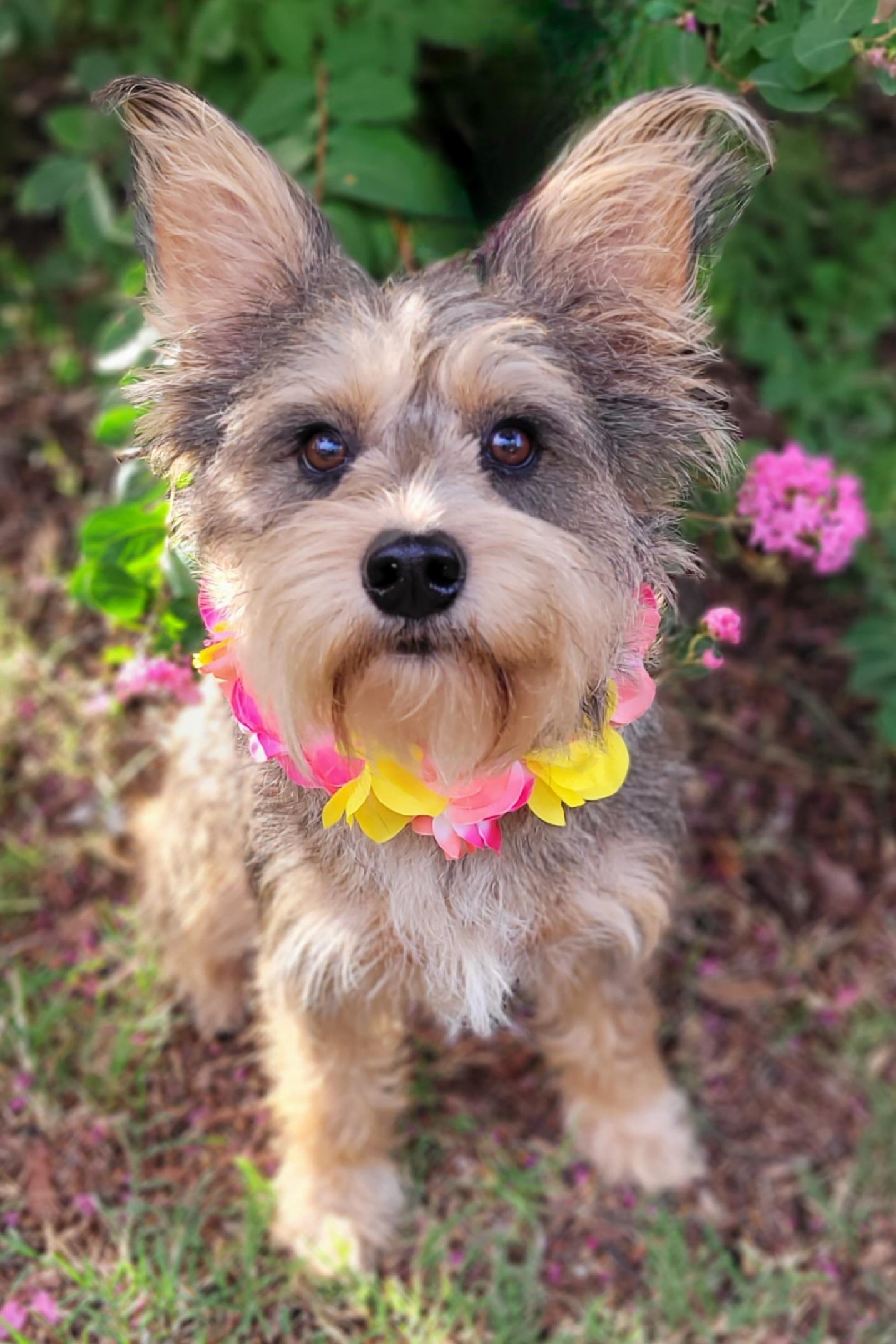 Mochi, ADOPTABLE, Adult Female Schnauzer.