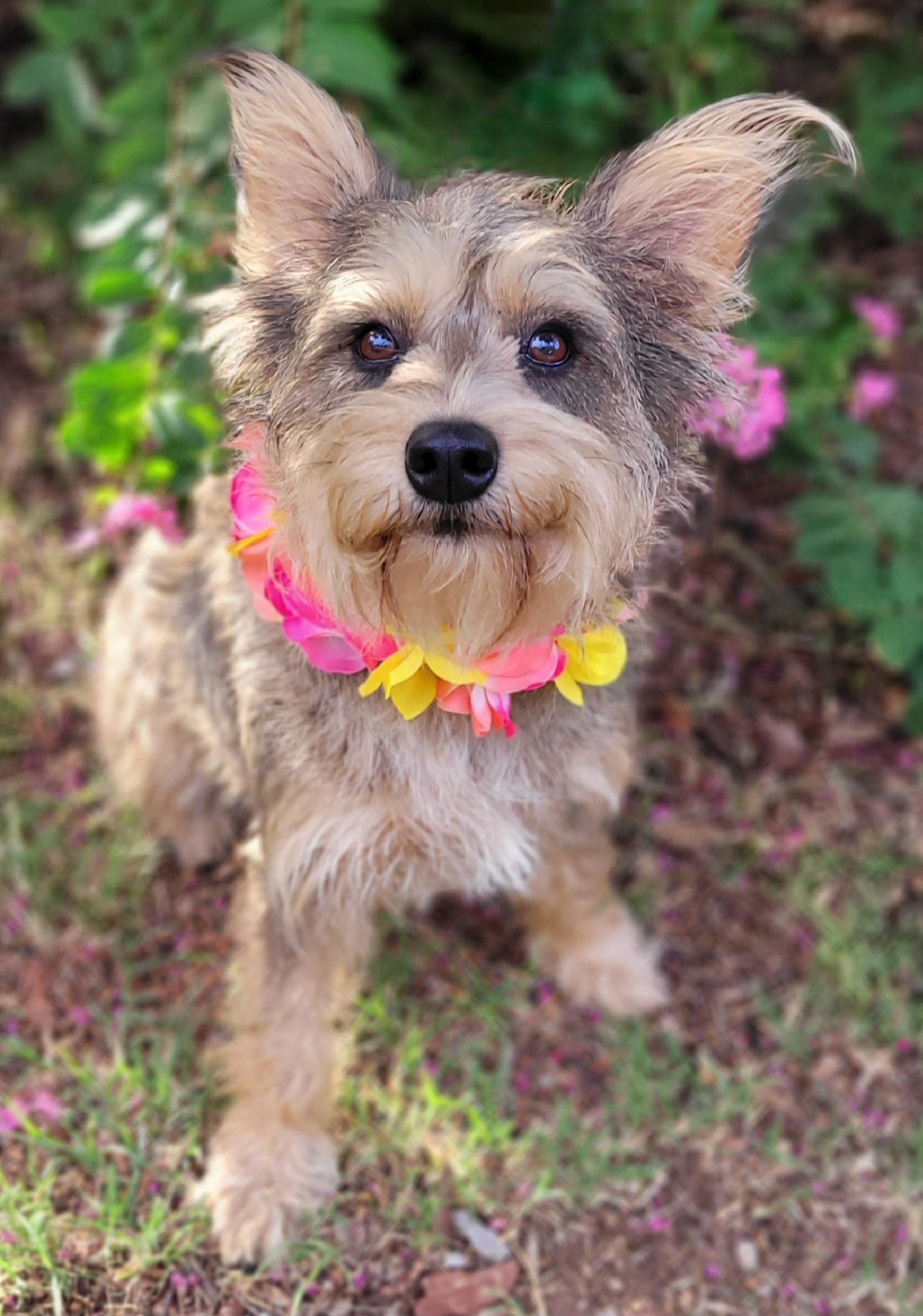 Enlarge Mochi, a ADOPTABLE mixed breed in Vernon, TX image 5/5