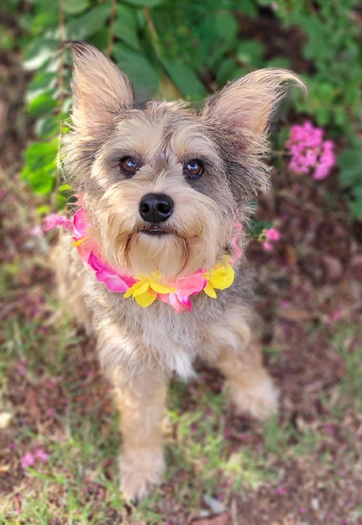 Enlarge Mochi, a ADOPTABLE mixed breed in Vernon, TX image 4/5