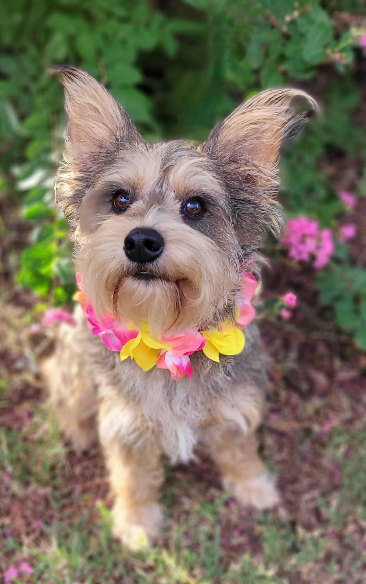 Enlarge Mochi, a ADOPTABLE mixed breed in Vernon, TX image 3/5
