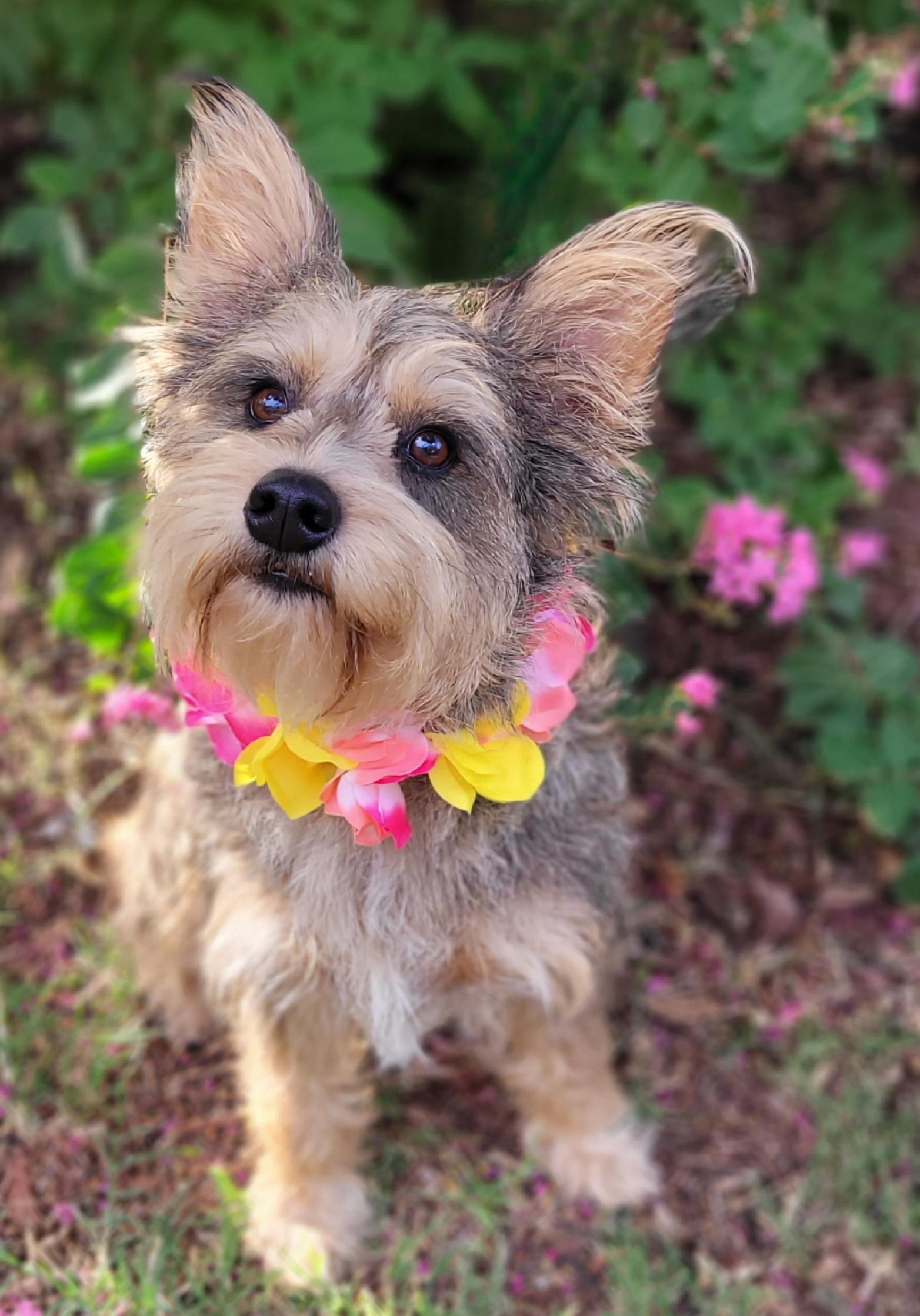 Enlarge Mochi, a ADOPTABLE mixed breed in Vernon, TX image 2/5