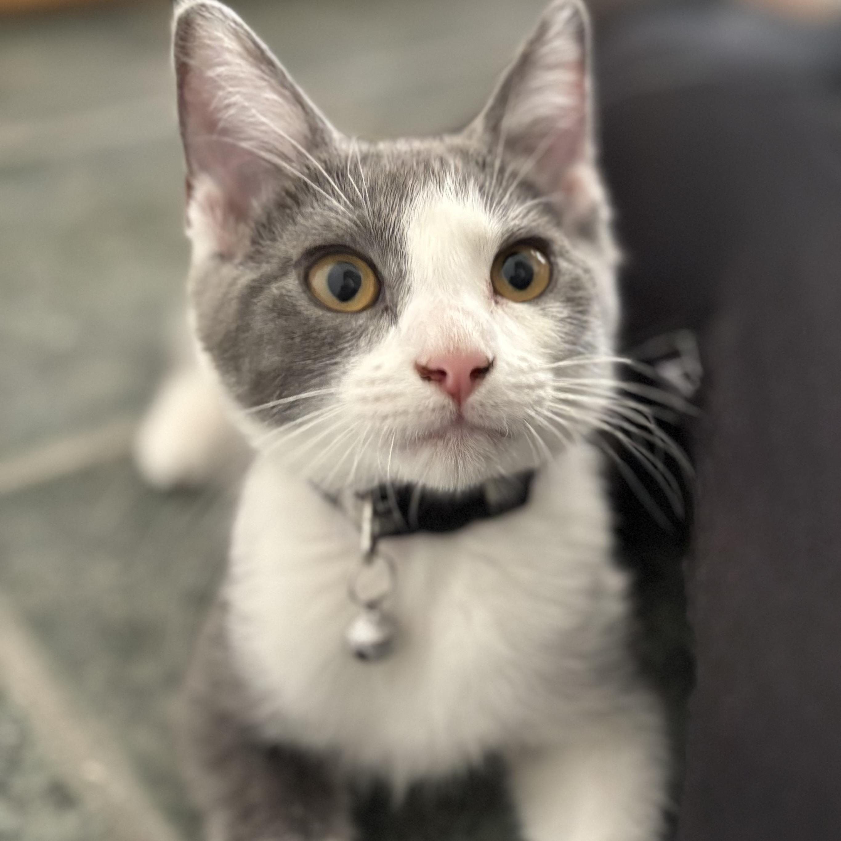 Ryder