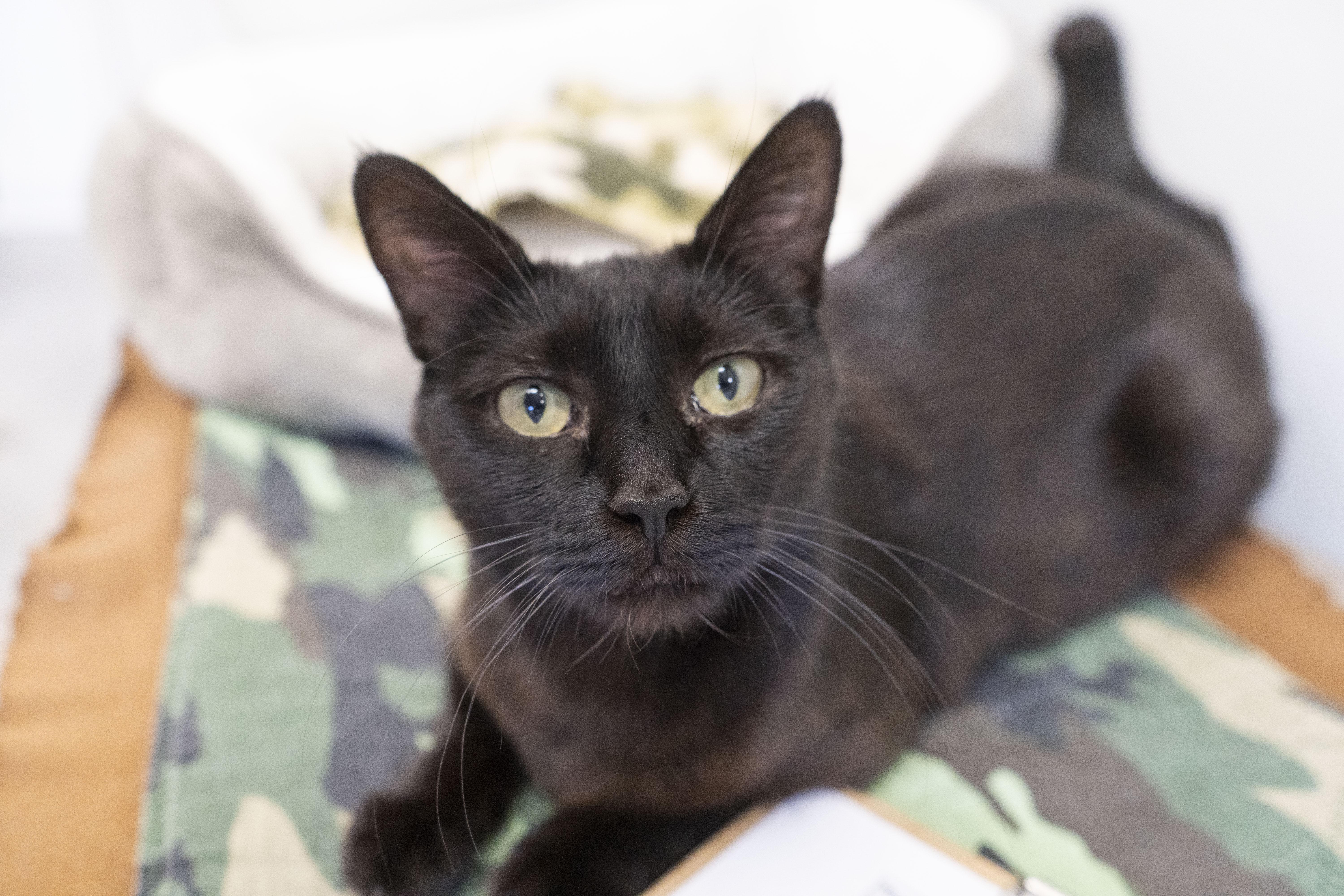 Nyx, an adoptable Domestic Short Hair in Boise, ID, 83709 | Photo Image 2