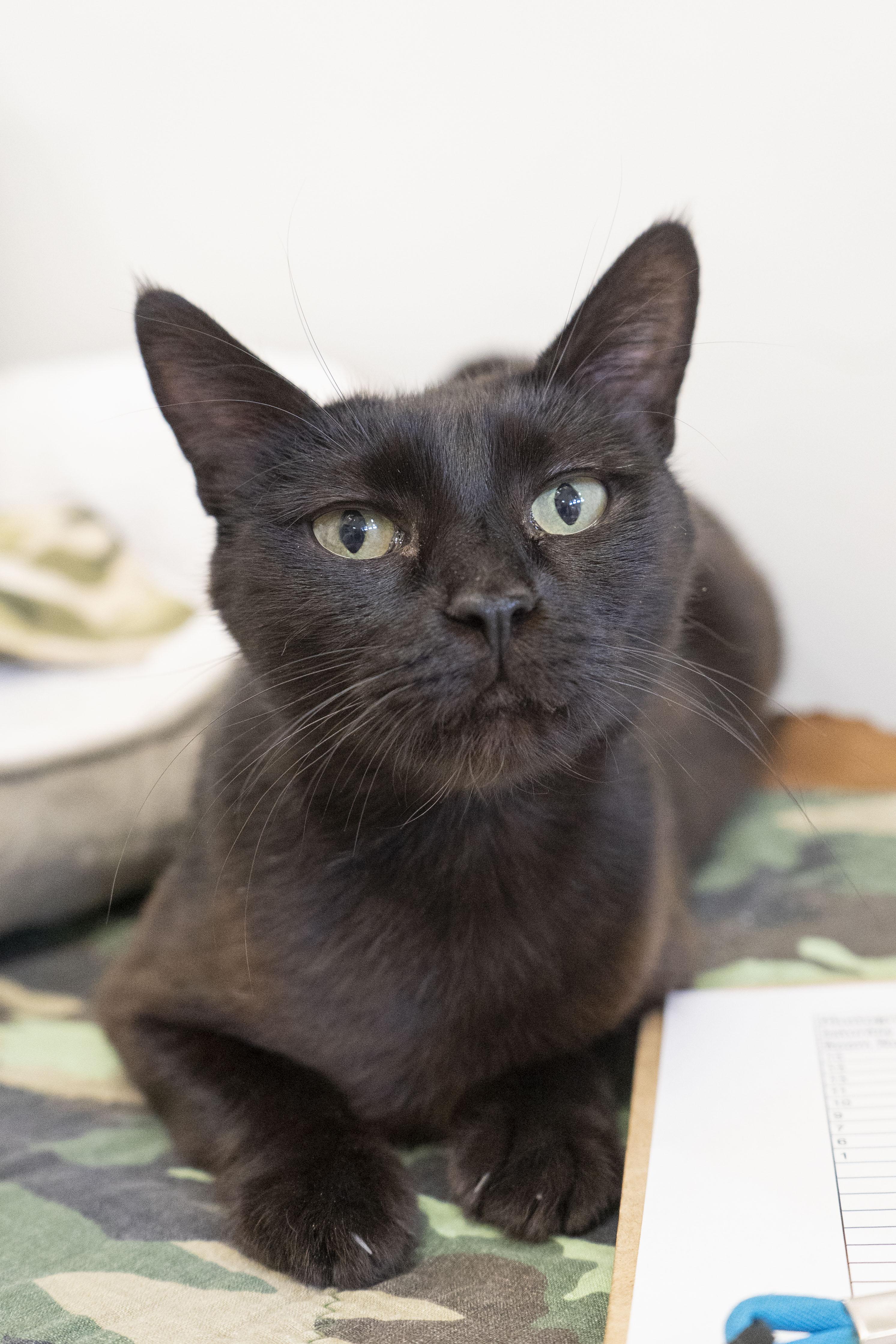 Nyx, an adoptable Domestic Short Hair in Boise, ID, 83709 | Photo Image 1