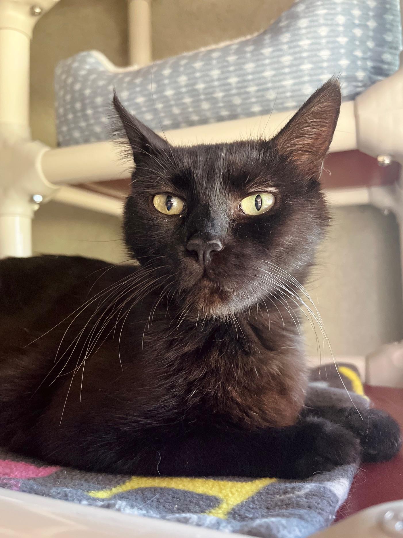 Nyx, an adoptable Domestic Short Hair in Boise, ID, 83709 | Photo Image 1