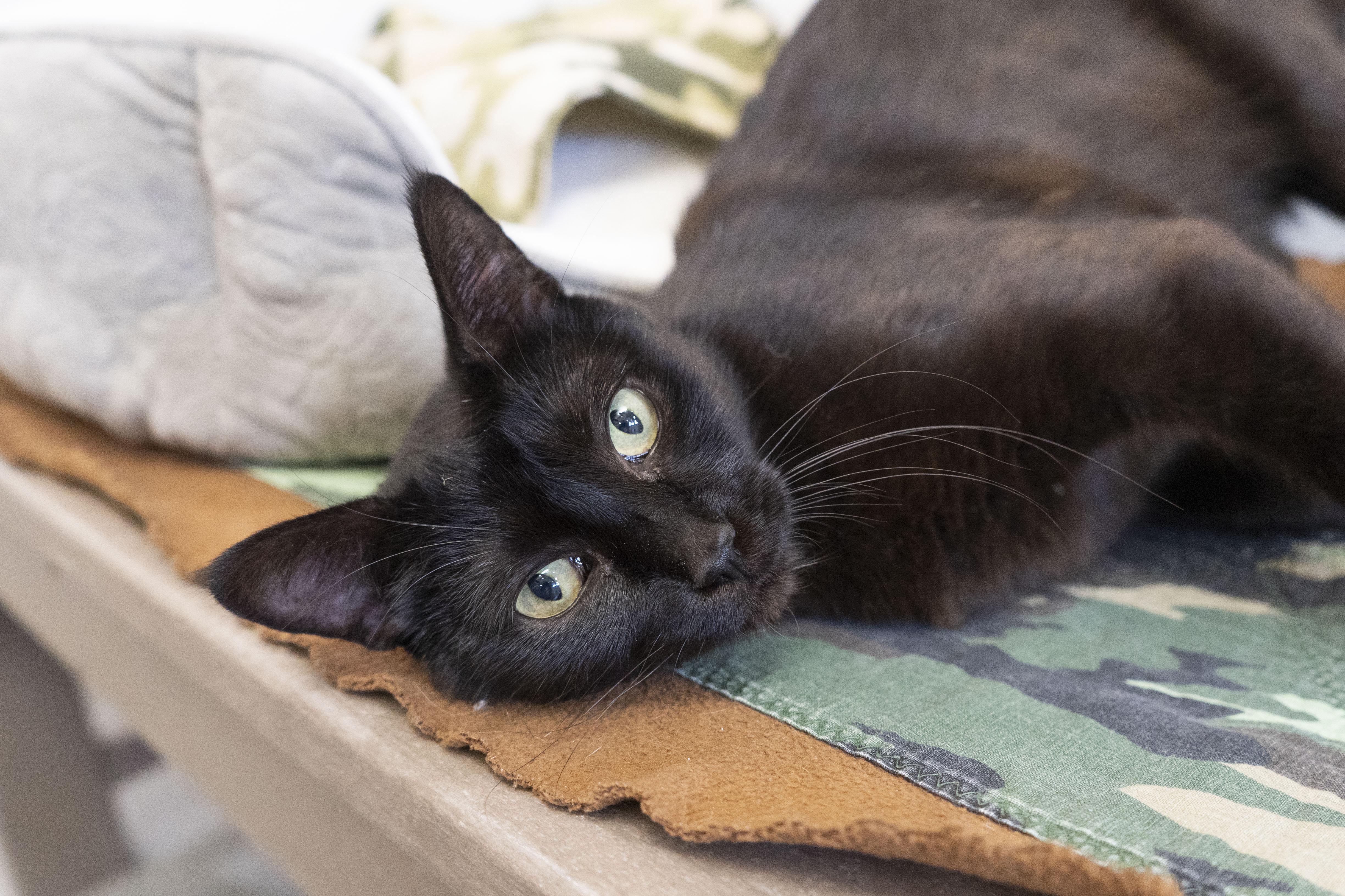 Nyx, an adoptable Domestic Short Hair in Boise, ID, 83709 | Photo Image 3