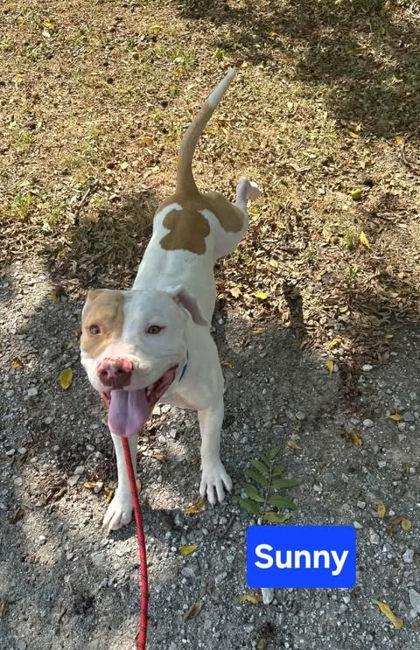 Sunny photo