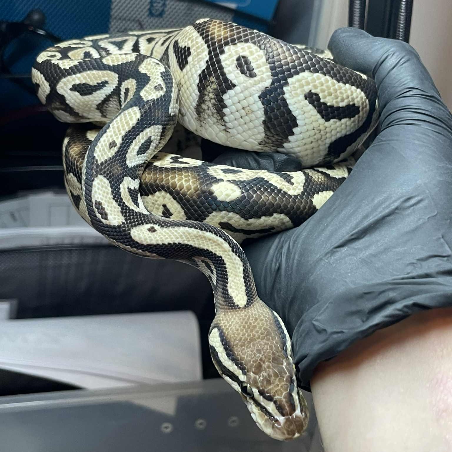 Enlarge Lark, a Adoptable Ball Python in Durham, NC image 1/2