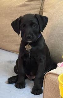 Shasta, ADOPTABLE, Puppy Male Poodle.