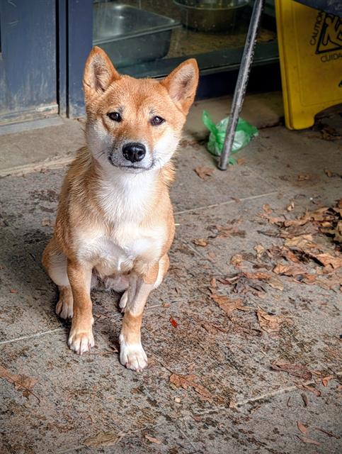 MISO, Adoptable, Adult Female Shiba Inu.