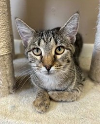 Pepper, Adoptable, Kitten Female Domestic Short Hair.