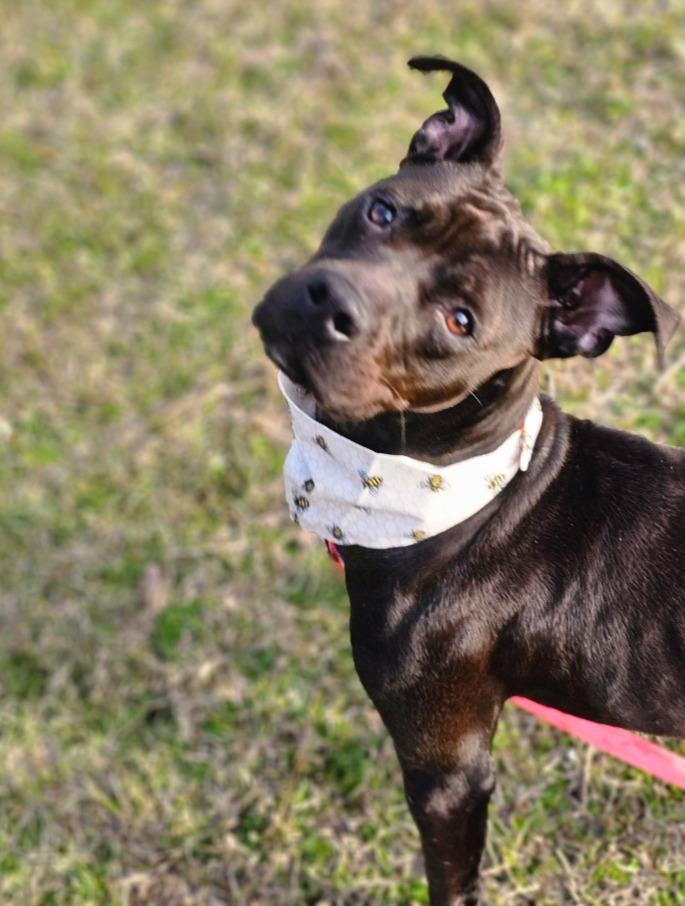 Enlarge Arya, a Adoptable mixed breed in Hartsville, SC image 2/6