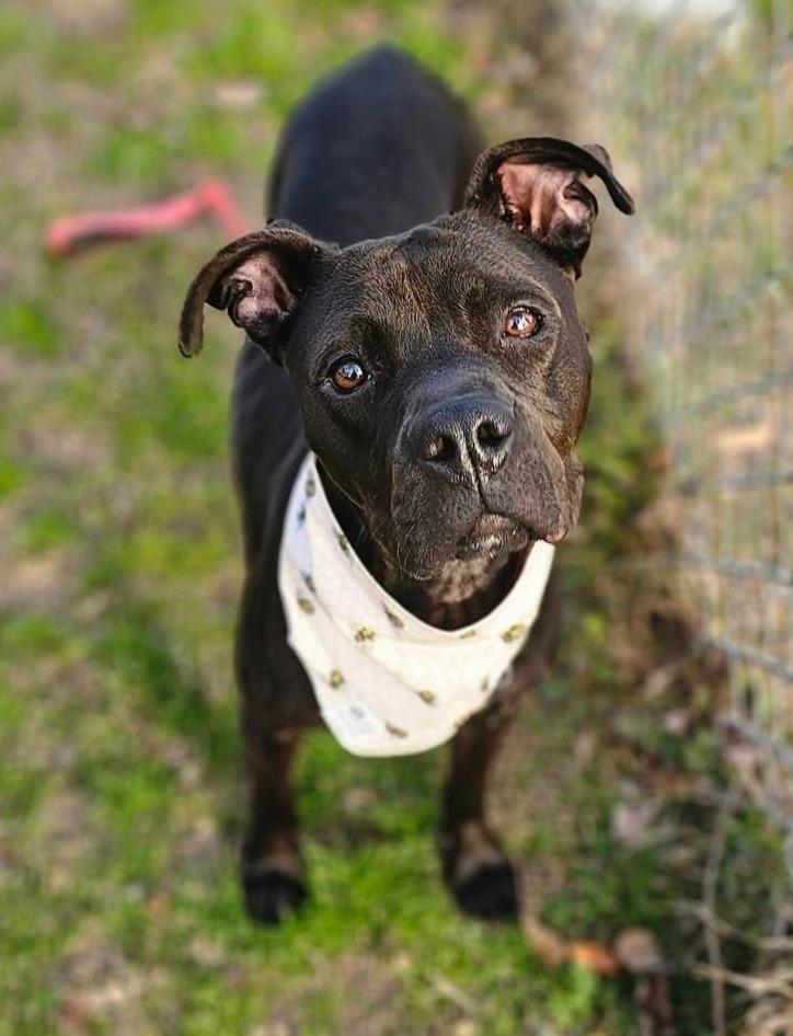 Arya, a Adoptable mixed breed in Hartsville, SC image 2/6